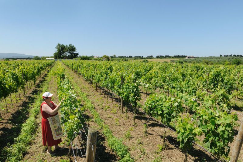 Wijngaarden van Vignetti in Alghero