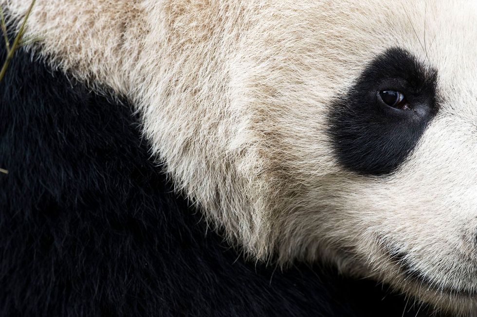 Deze panda werd gefotografeerd in het Chengdu Research Base of Giant Panda Breeding