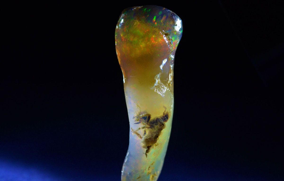 Dit ongebruikelijke voorwerp werd op het eiland Java gevonden en lijkt een stuk opaal te zijn waarin een oeroud insect ingesloten is geraakt