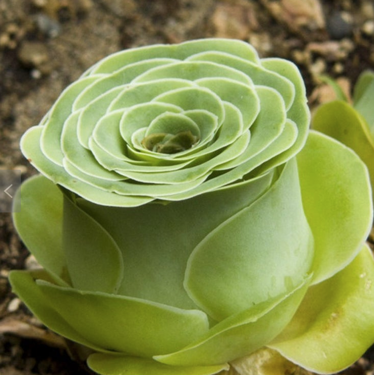 Get Greenovia Dodrentalis Rose Succulents for a Year-Round Bouquet.