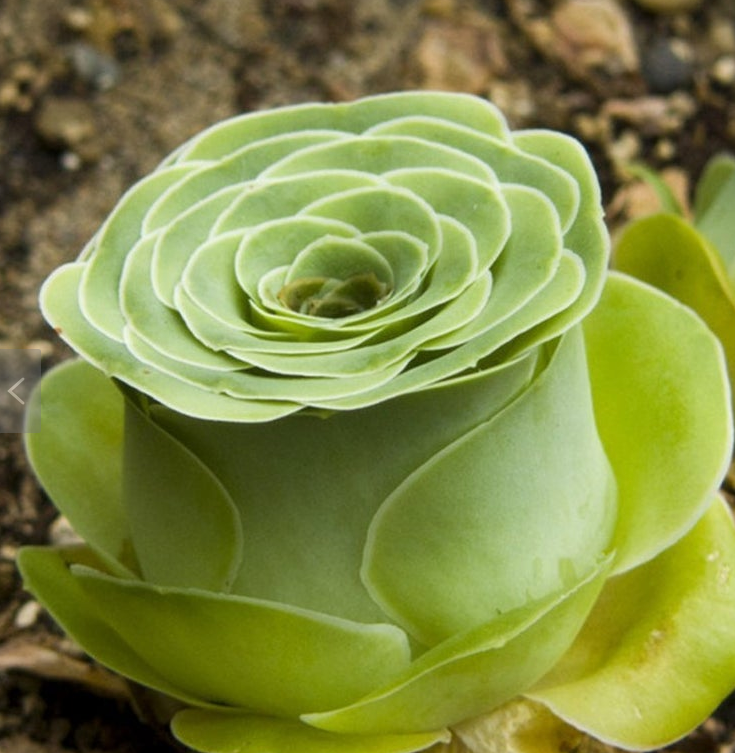 Rose Succulents Make the Perfect Year-Round Bouquet