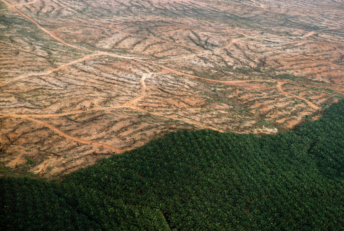 Een Maleisische kapoperatie om plek te maken voor palmolie plantages
