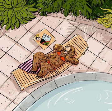 sloth at a resort