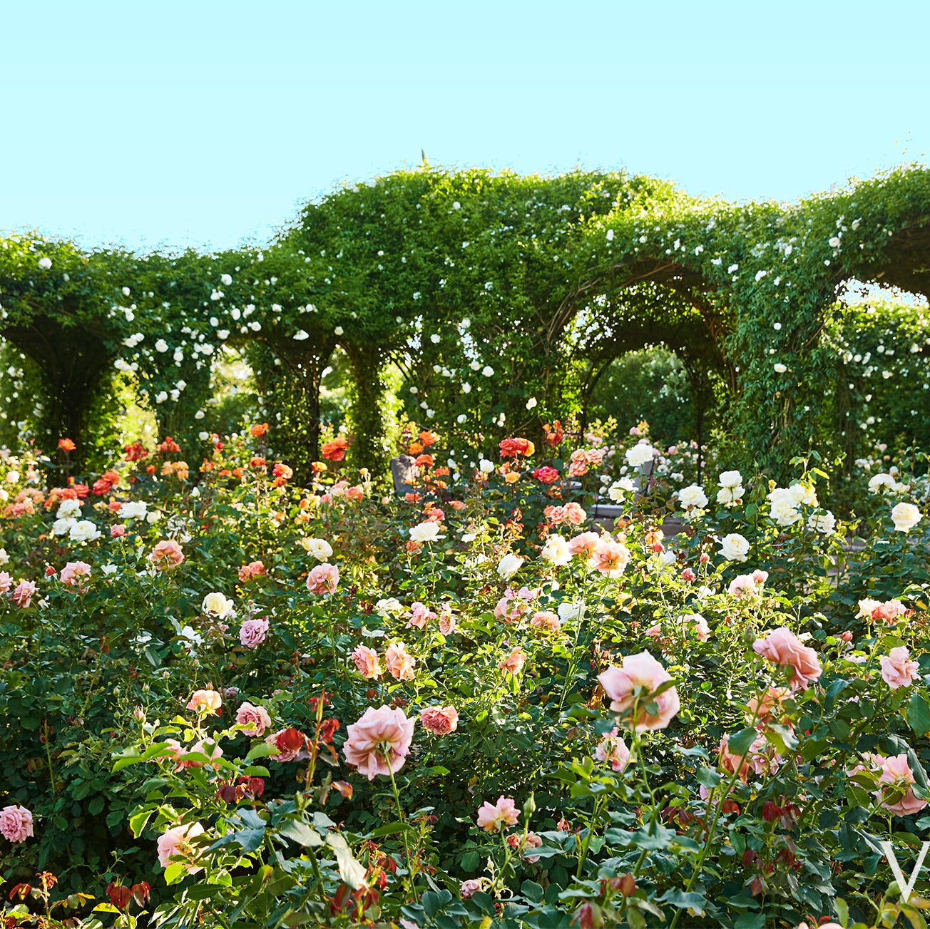 Exclusive: Oprah's Master Rosarian Reveals the Secrets to Growing Spectacular Roses