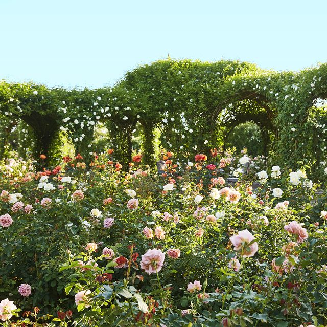 oprah winfrey rose garden