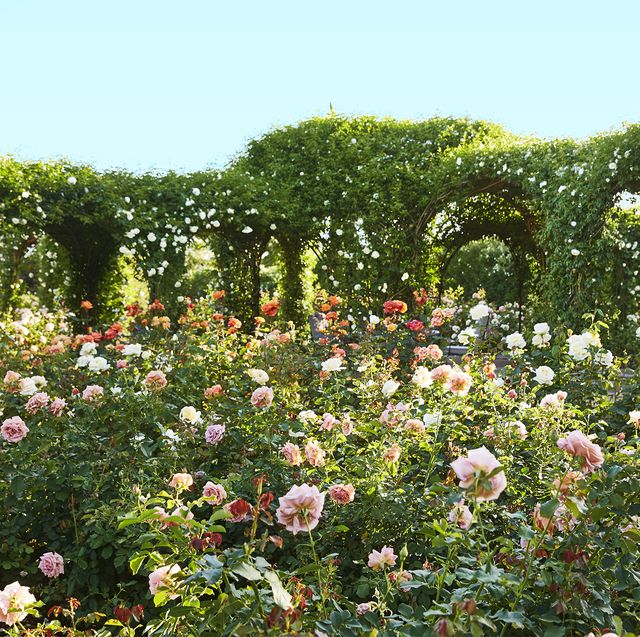 oprah winfrey rose garden