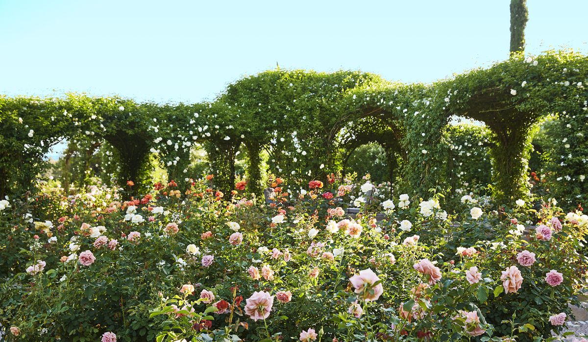 Плетистые розы William Morris в ландшафтном дизайне