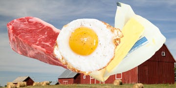 animal diet