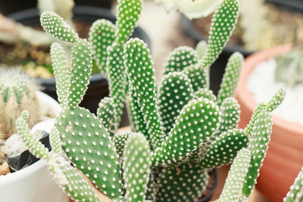 opuntia-microdasys-or-bunny-ears-cactus-royalty-free-image-1728677148.jpg?crop=0 How to Grow and Care for a Bunny Ears Cactus