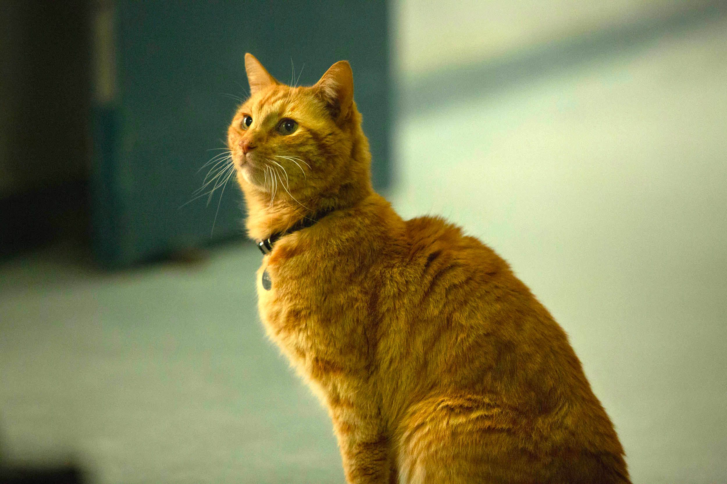 Captain marvel outlet cat collar