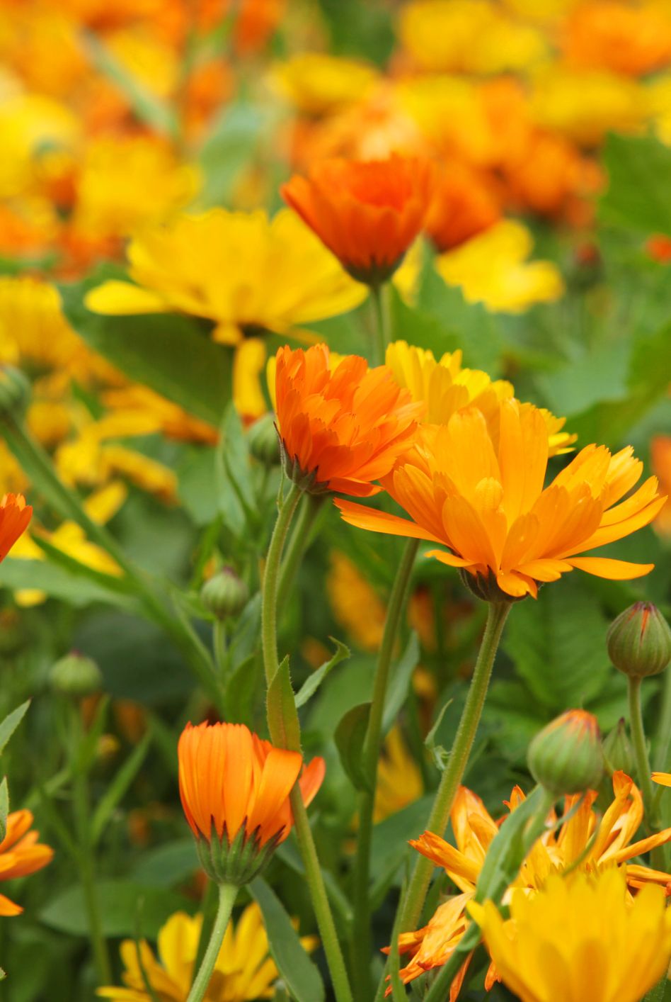 Calendula: A Flower and a Herb – The Flourishing Family