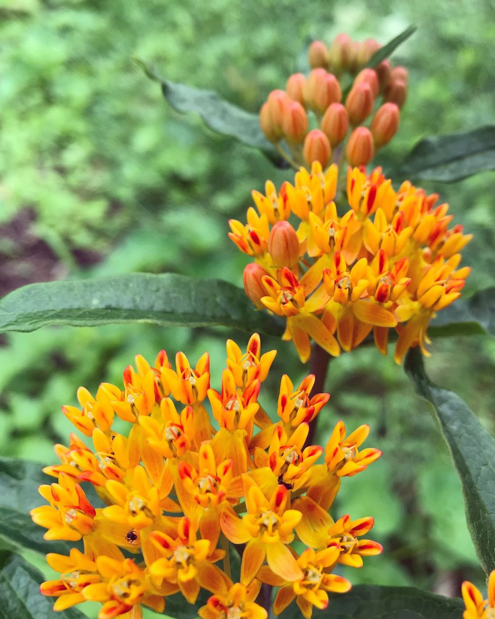 orange blossoms on a butterfly weed plant
