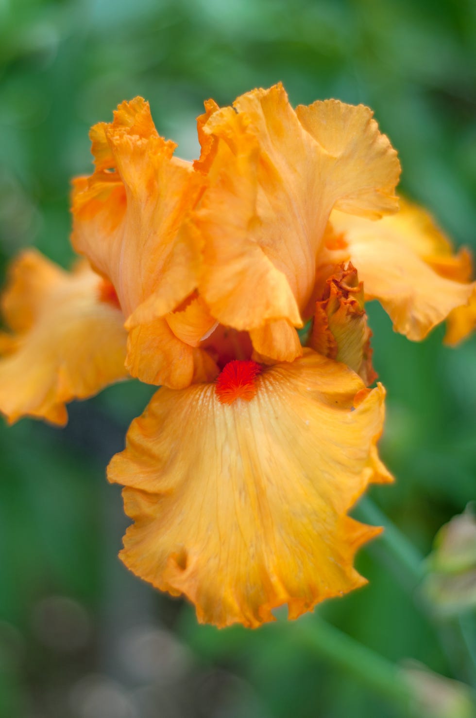 orange chario iris flower