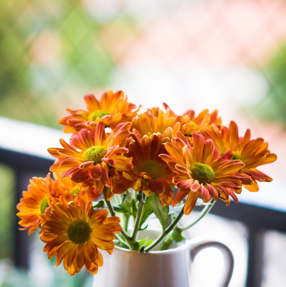 planta purificadora de aire flores de crisantemo naranja que decoran el alféizar de la ventana