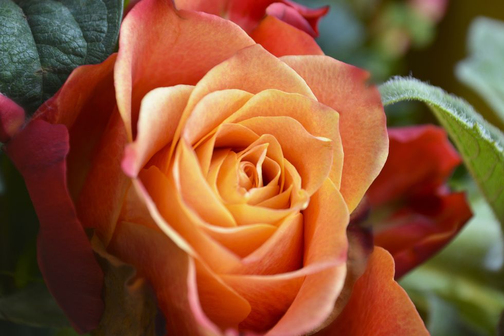 Orange Coloured Rose Close Up