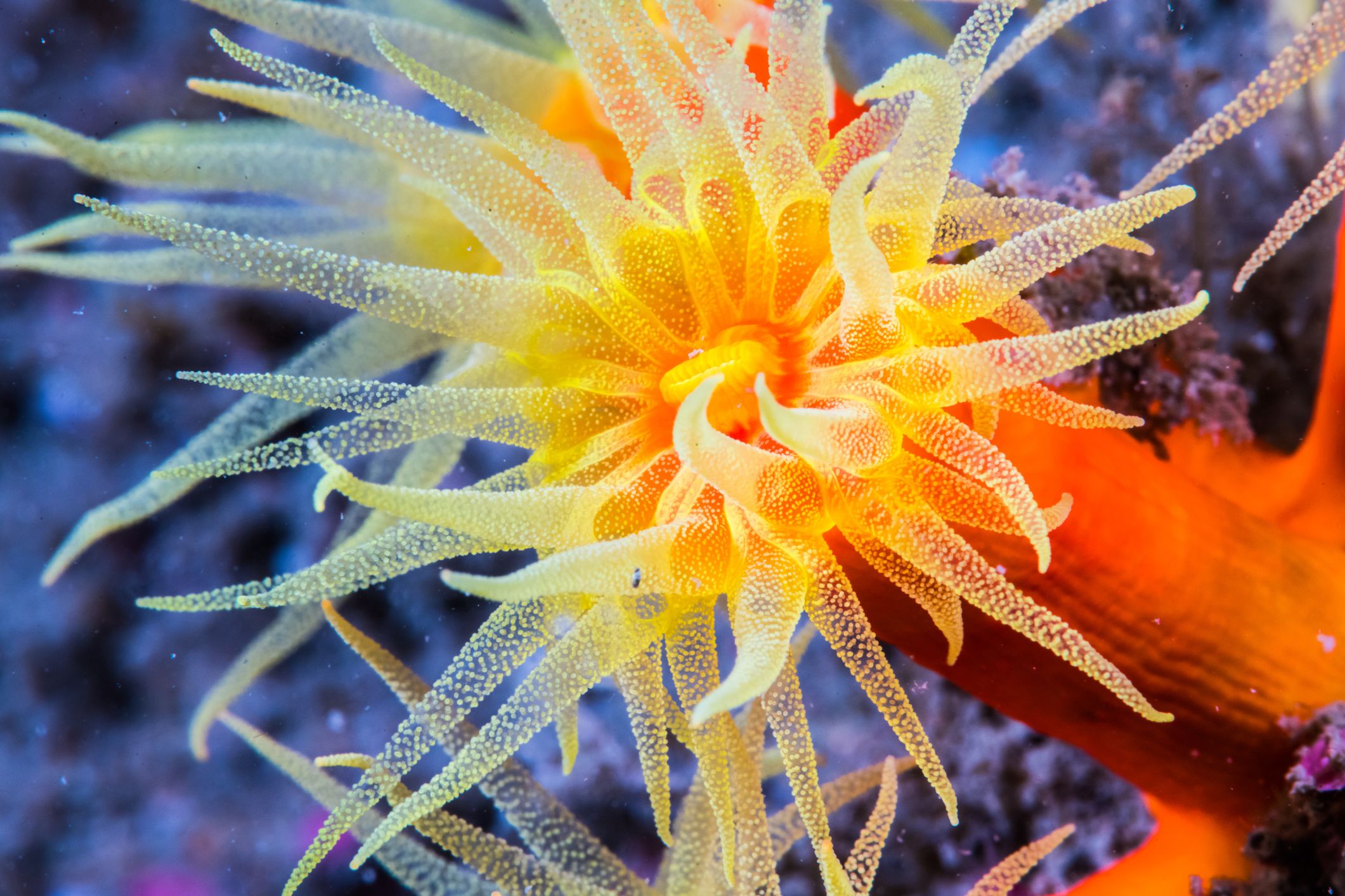 underwater ocean life photography