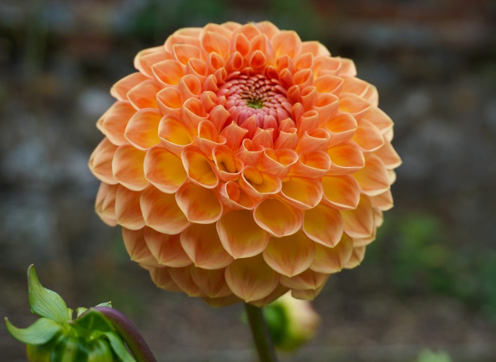 orange dahlia flower