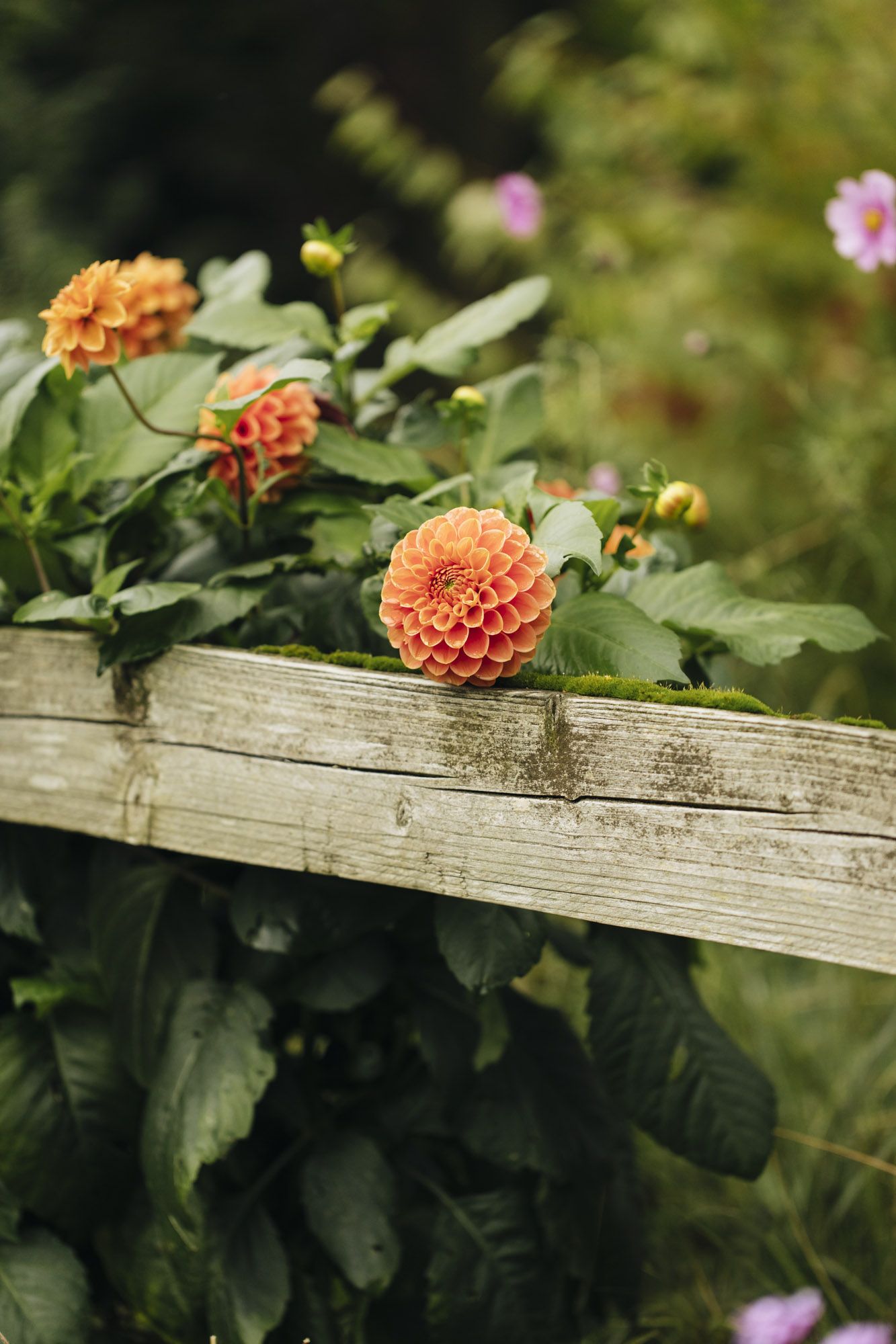 Growing Dahlias in Containers Sarah Raven s Top Tips