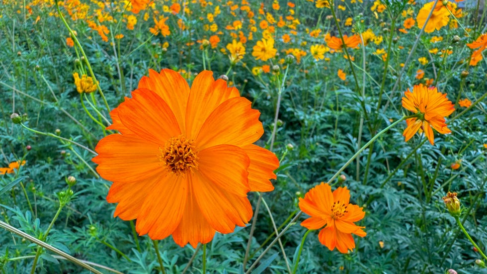 orange daisy