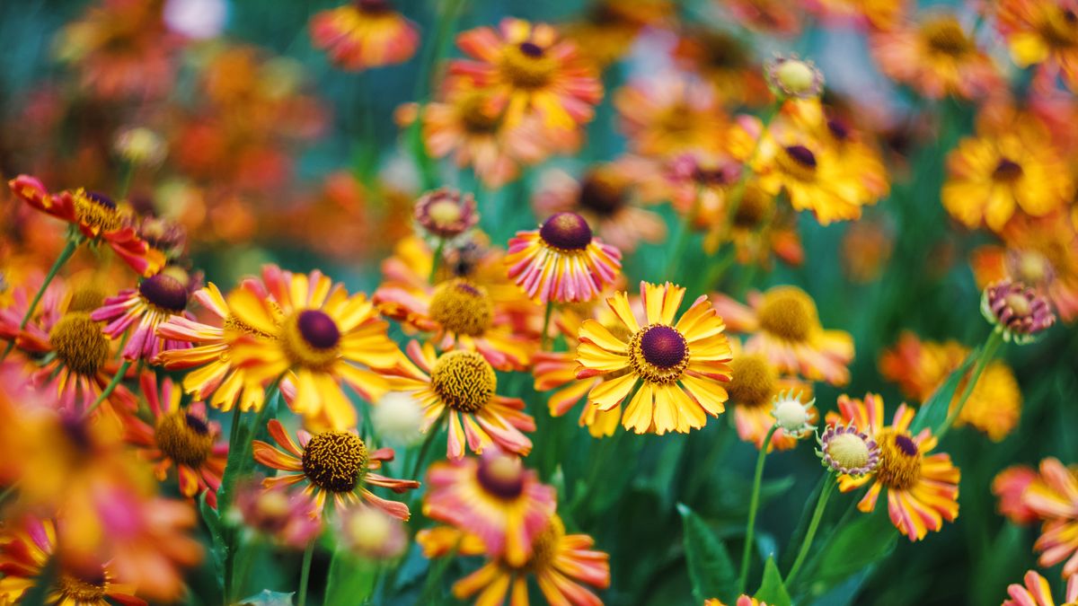 orange flowers from the botanical garden, september