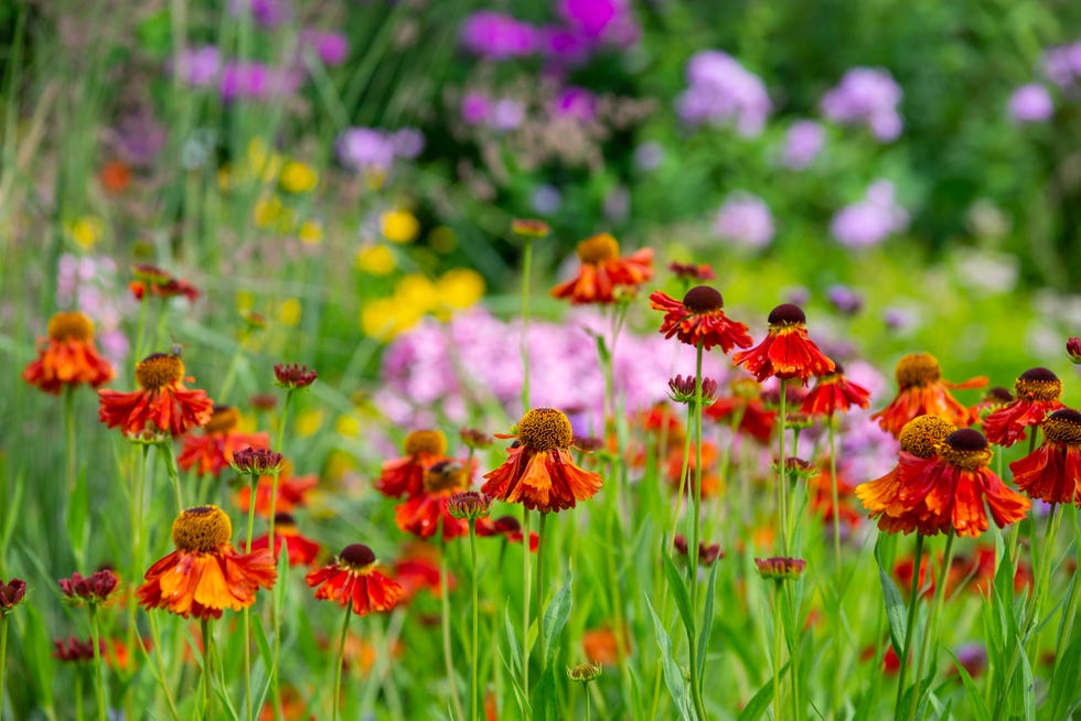 best perennials sneezeweed