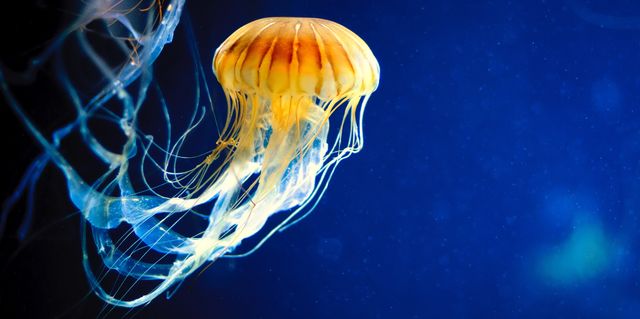 How Do Jellyfish Communicate
