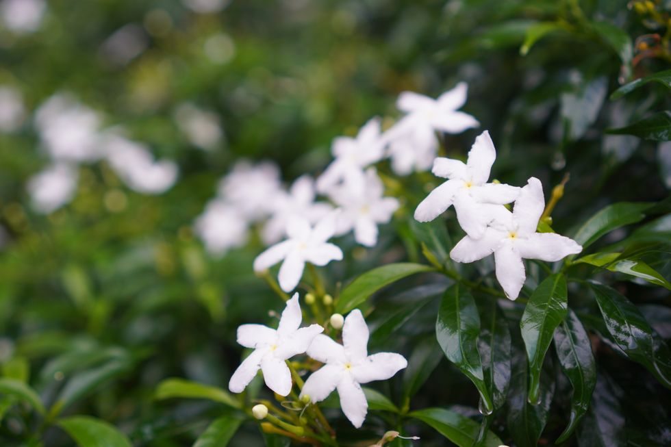 orange jessamine, murraya paniculate white flower blooming in garden nature background