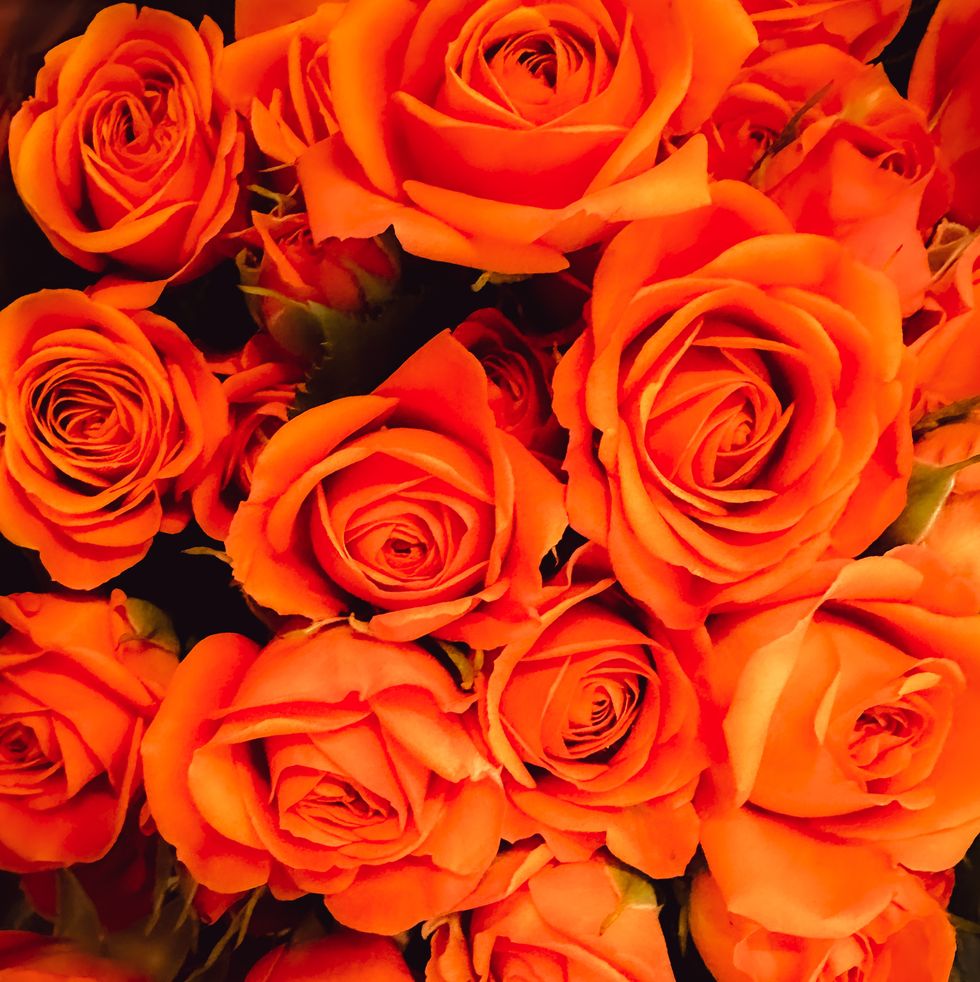 close up of small bright orange coloured roses