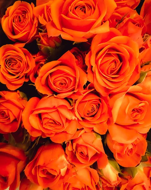 close up of small bright orange coloured roses