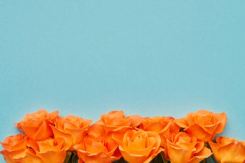 orange roses flowers border on a blue background valentines day, mothers day and birthday celebration concept
