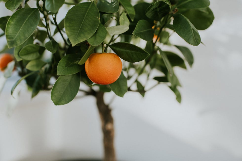 small garden ideas — potted fruit tree