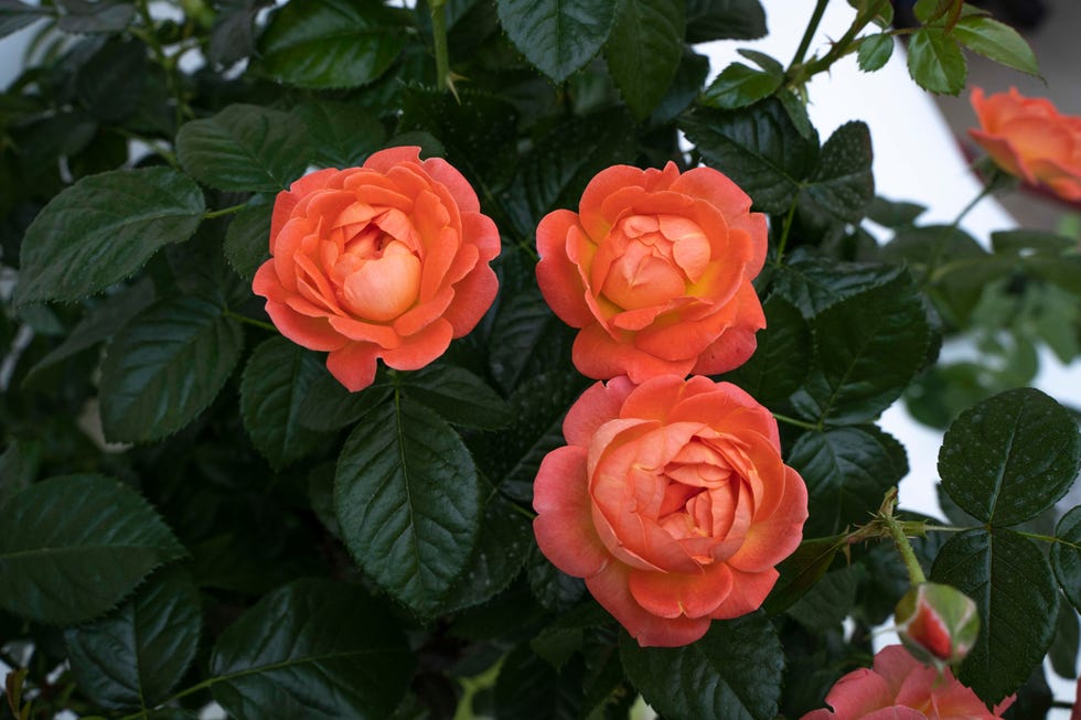 How to grow Knockout Roses