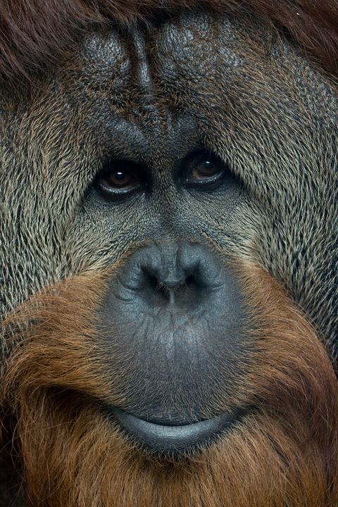 Het unieke aangeleerde gedrag van verschillende populaties orangoetangs in het wild zoals het gebruik van takken met bladeren als gemproviseerde paraplu wordt van generatie op generatie doorgegeven