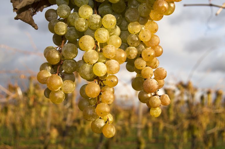 ブドウ園「ダッセムス」のランゲフェルドさんがオレンジワインをつくるために使用する、ブドウ「ソーヴィニヨン・グリ」。