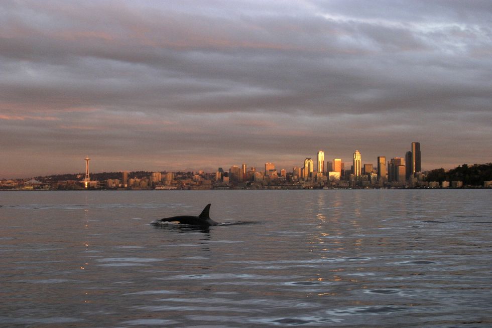 orca whale in elliott bay and seattle skyline