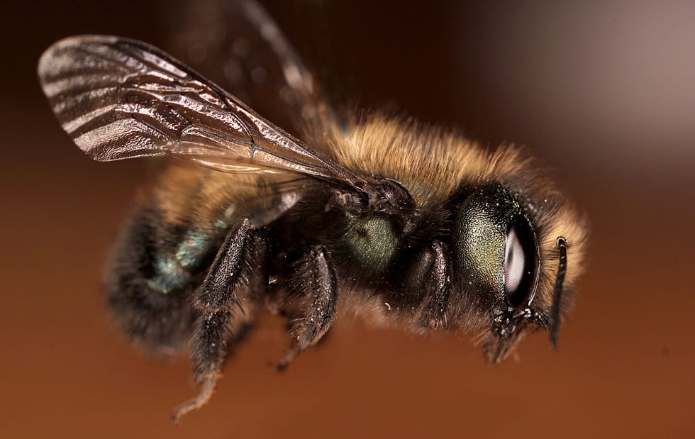 orchard mason bee megachilidae osmia lignaria