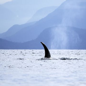 video animali orche