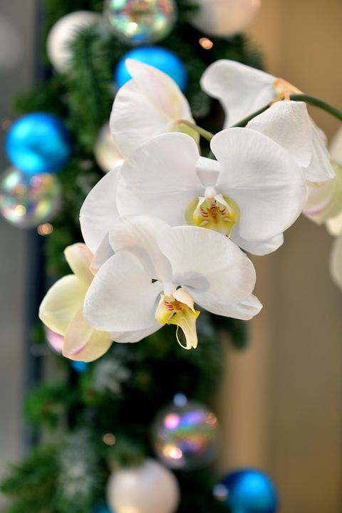 white orchid phalaenopsis hybrid on background of christmas garlands