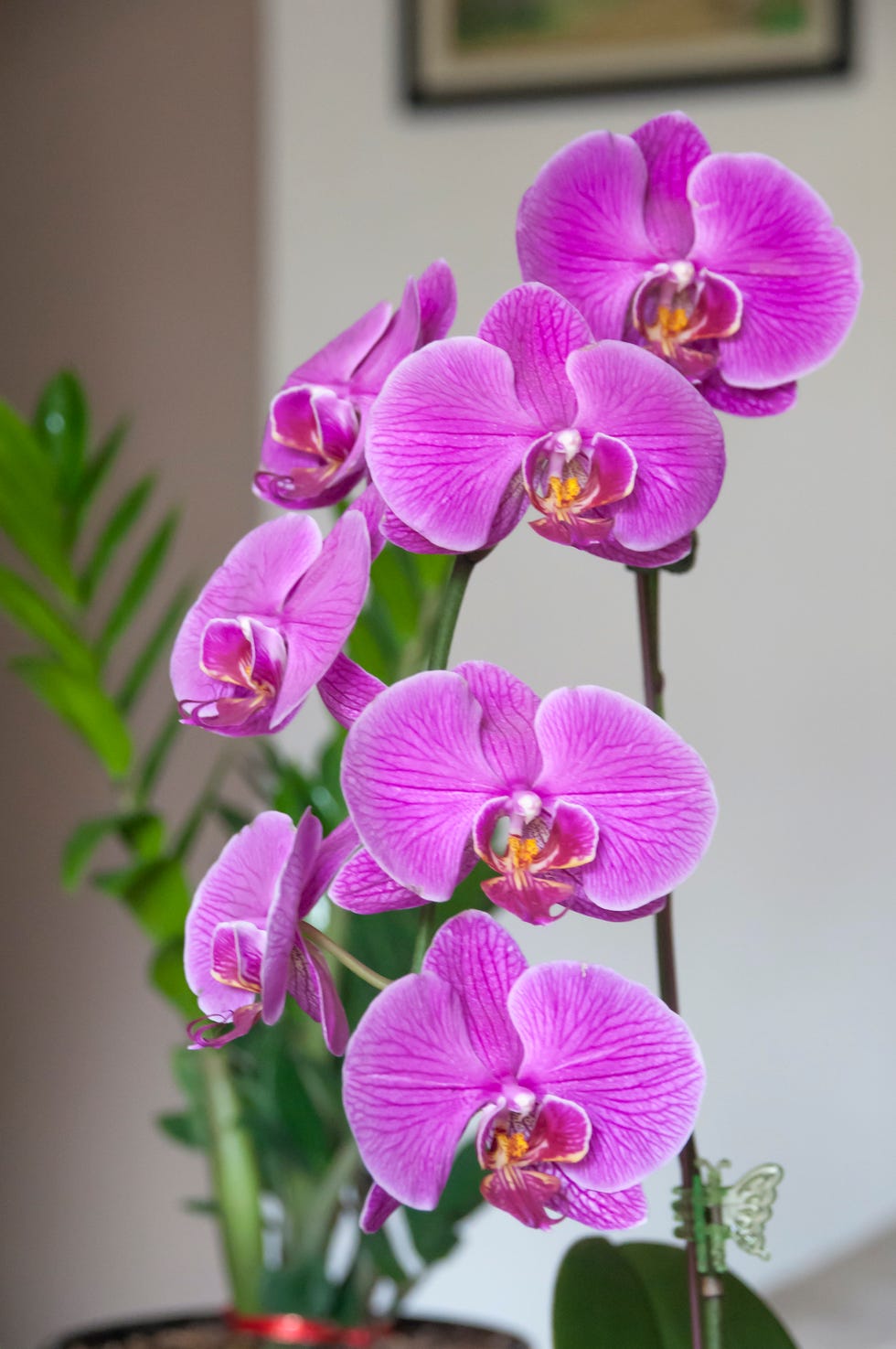 orquídea morada