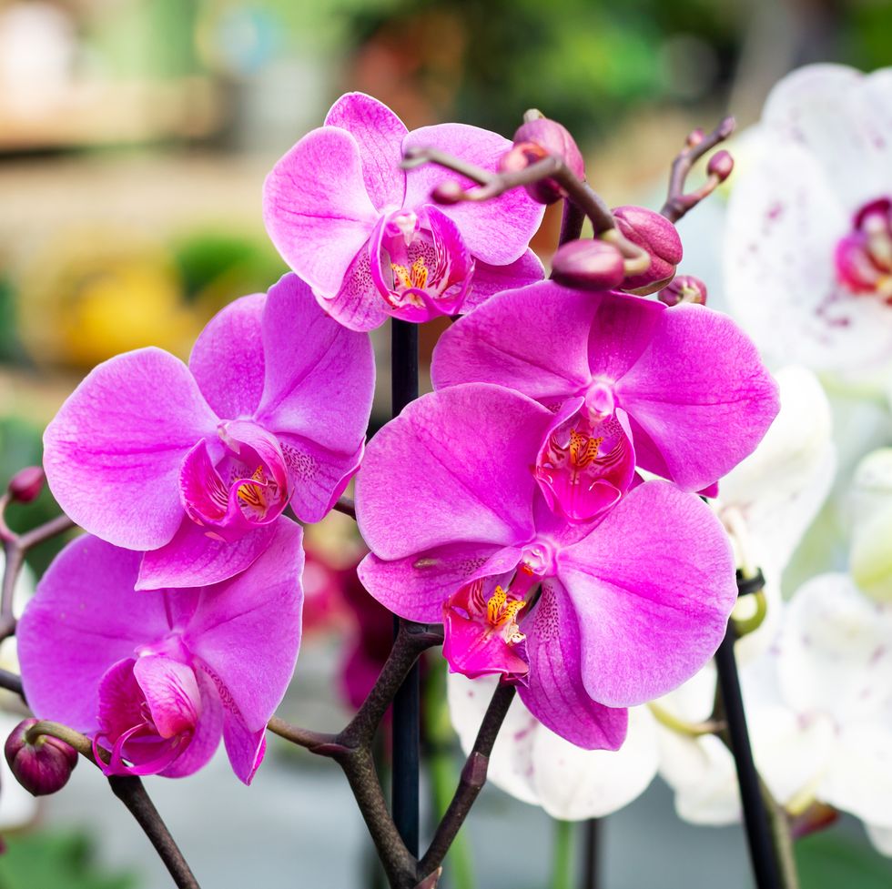 beautiful purple orchid phalaenopsis flower