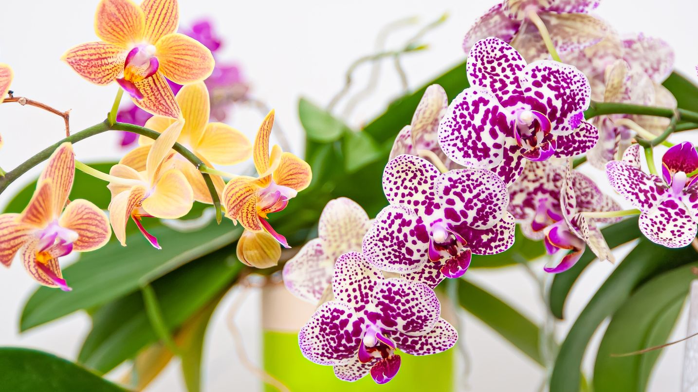 Orchid Care - How To Look After Orchids
