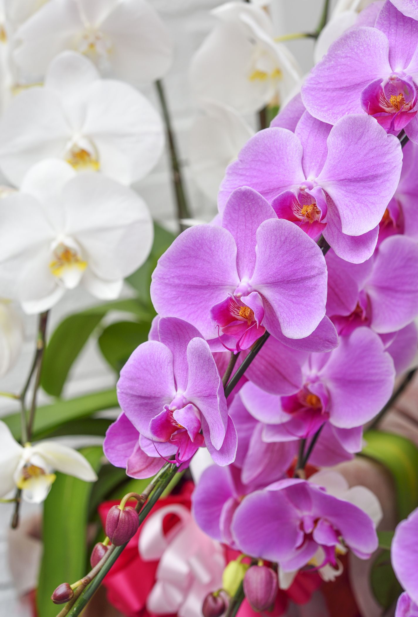 Beautiful orchids deals