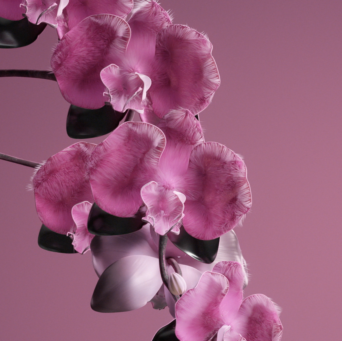 Orchid Flower, A Magenta Pink, Is WGSN's Colour Of The Year 2022
