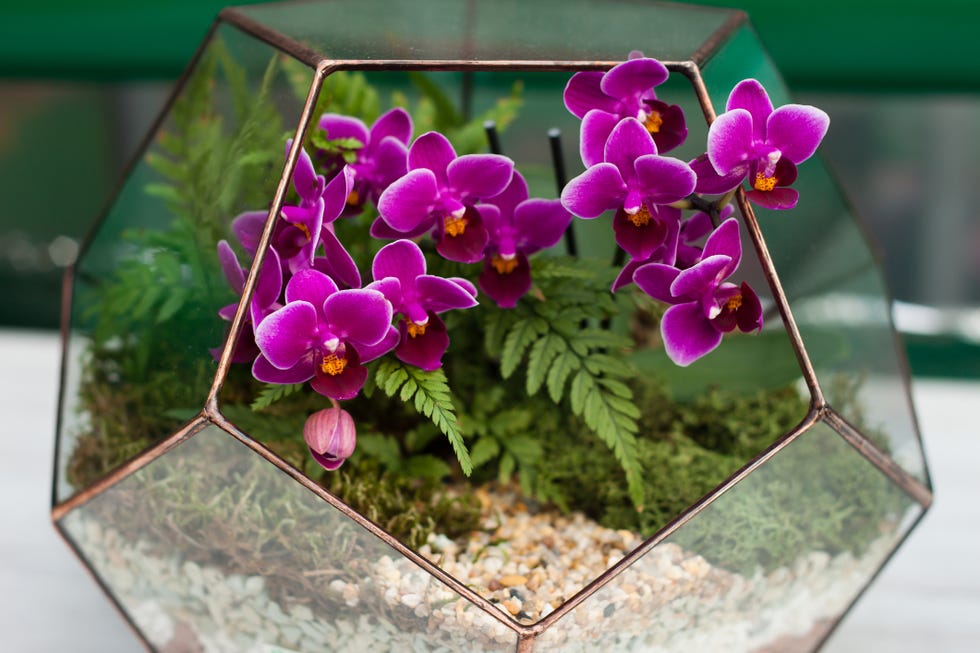 orchid   indoor hanging plant