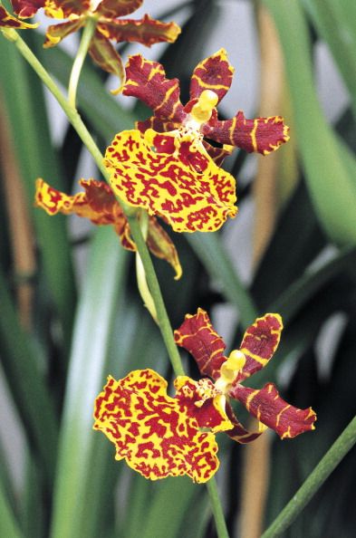 orchid, orchidaceae