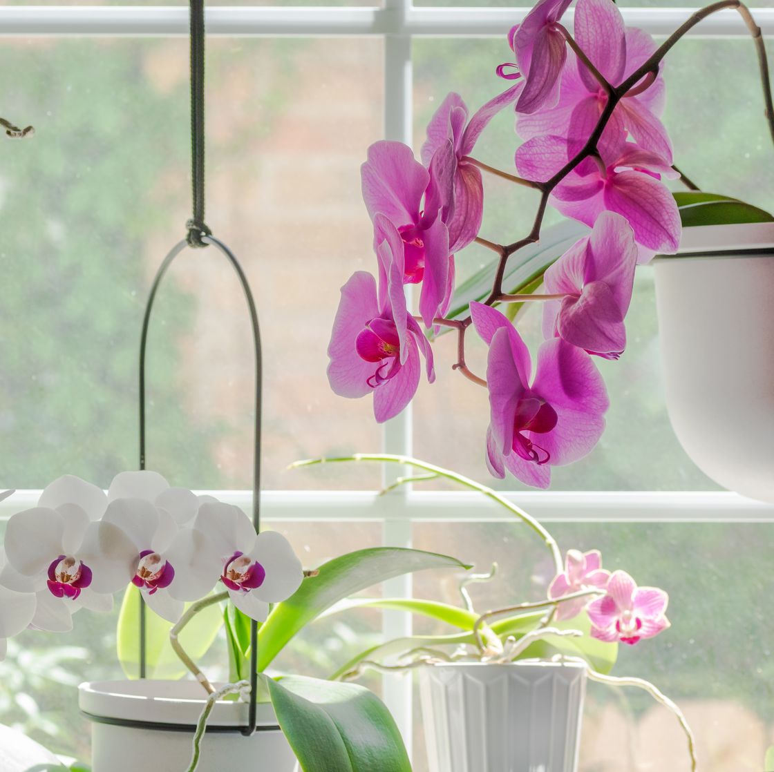 orchid-tropical-houseplants-austin-tx-royalty-free-image-1750255681.pjpeg?crop=0.668xw:1.00xh;0.152xw,0&resize=1120:*