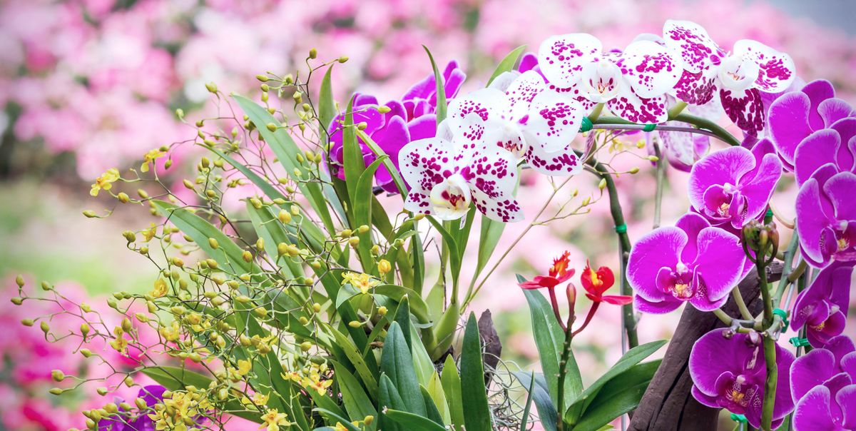 22 Different Types of Orchids - Garden Additions & Houseplants