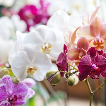 Colorful flower Orchids. Beautiful Orchidaceae Phalaenopsis pink, red, violet orchid