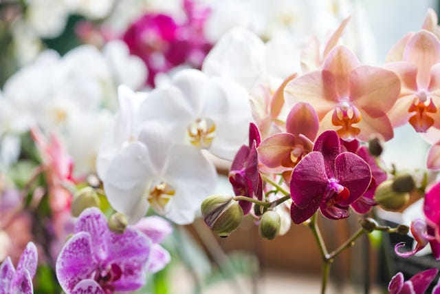 Orchidea, significato in amore e amicizia
