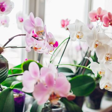 orchids phalaenopsis flower on window sill home plants in blossom white, purple, pink blooms